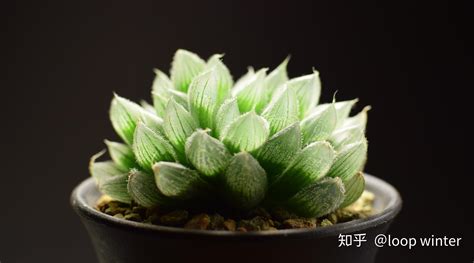 玉露植物|从入门到精通，玉露品种介绍